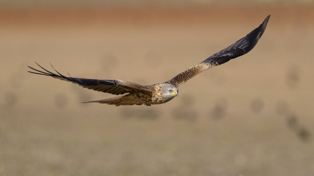 Red kite (Milvus milvus), flying over a field, Extremadura, Spain