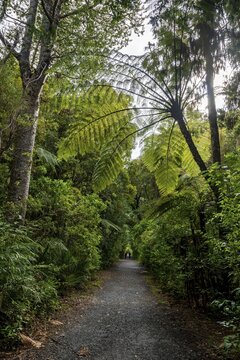 Tree ferns (Cyatheales) next to hiking trail in Kauri Forest, Kauri Walks, Waipoua Forest, Northland, North Island, New Zealand