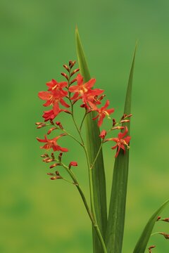 Montbretia (Crocosmia x crocosmiiflora), flowering, Elllerstadt, Germany