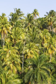 Coconut palm (Cocos nucifera) near Baracoa, Guant&aacute;namo Province, Cuba