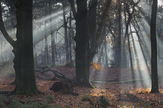 Rays of light in a beech forest, common beech (Fagus sylvatica), Emsland, Lower Saxony, Germany