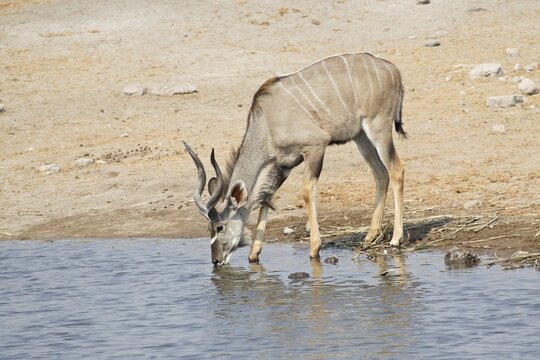 Greater Kudu (Tragelaphus strepsiceros) drinking at a waterhole, Etosha National Park, Namibia
