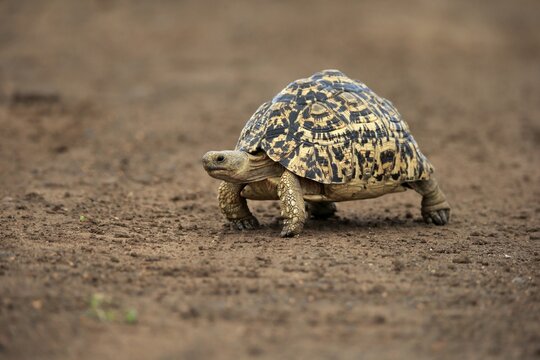 Leopard tortoise (Testudo pardalis), adult, walking, foraging, Kruger National Park, South Africa