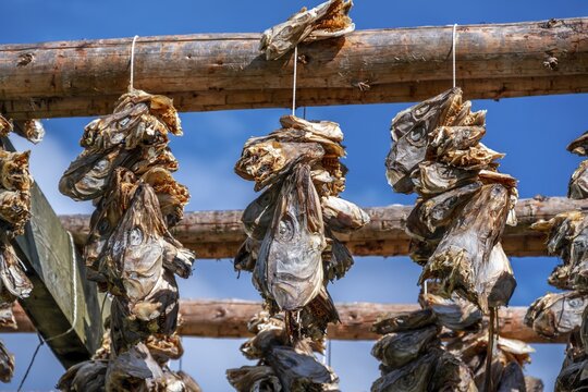 Cod heads drying on wooden rack, Lofoten, Norway