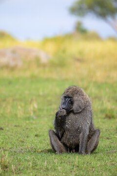 Anubis baboon or green baboon (Papio anubis) foraging in the grass, male, Murchison Falls National Park, Western Region, Uganda
