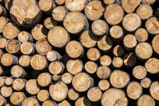 Stacked logs, Oberallg&auml;u, Allg&auml;u, Bavaria, Germany