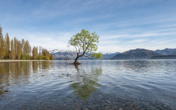 Single tree stands in water, Wanaka Lake, The Wanaka Tree, Roys Bay, Otago, South Island, New Zealand
