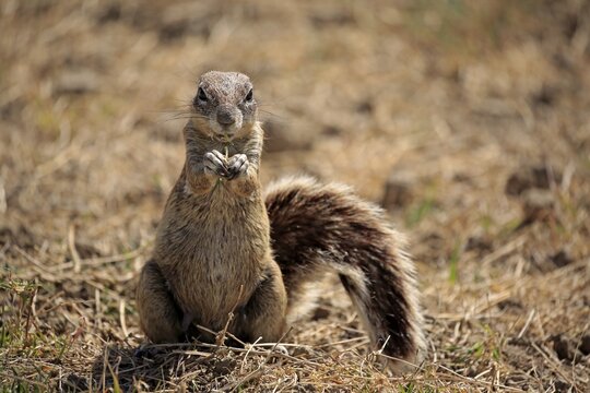 Cape ground squirrel (Xerus inauris), adult, eating, Mountain Zebra National Park, Eastern Cape, South Africa