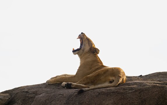 Lioness (Panthera leo) lying on a rock, yawning, on a kopje, Serengeti National Park, Tanzania