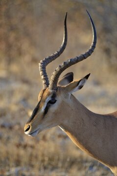 Portrait of an Impala (Aepyceros melampus), Etosha National Park, Namibia, Africa