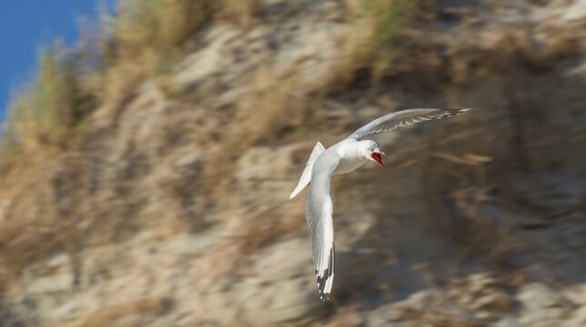 Black-headed Gull (Larus ridibundus) in flight against overgrown sand dune, Sandfly Bay, Otago, South Island, New Zealand, Oceania