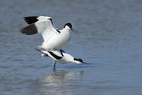 Pied Avocets (Recurvirostra avosetta), mating, Wagejot nature reserve, Texel, West Frisian Islands, province of North Holland, The Netherlands
