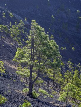 Canary island pine (Pinus canariensis) growing in the caldera of the San Antonio volcano, Fuencaliente, La Palma, Spain