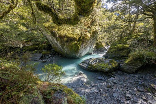 Rob Roy Stream, turquoise water flowing between rocks through natural forest, Mount Aspiring National Park, Otago, South Island, New Zealand