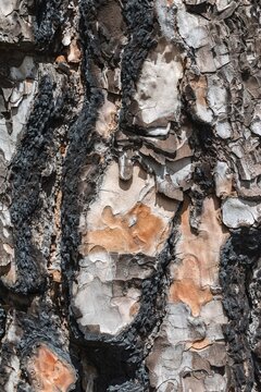 Burnt bark of a Canary Island Pine (Pinus canariensis), La Palma, Canary Islands, Spain