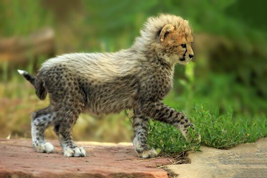 Sudan Cheetah (Acinonyx jubatus soemmeringii), young animal running, seven weeks old, occurrence Sudan, captive