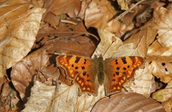 Comma (Polygonia C-album) on the forest floor, Hesse, Germany