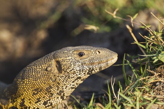 Nile Monitor (Varanus niloticus), at the bank of the Chobe River, Chobe National Park, Botswana