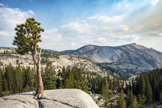 Pine (Pinus sp.) tree on rocky plateau, Olmsted Point, Yosemite National Park, California, USA