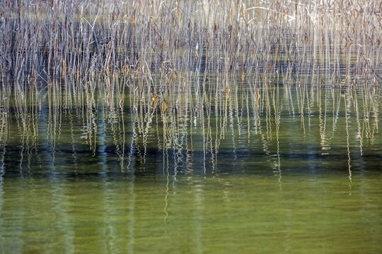 Reeds in green water, Mittersee, F&uuml;ssen, Oberallg&auml;u, Allg&auml;u, Bavaria, Germany