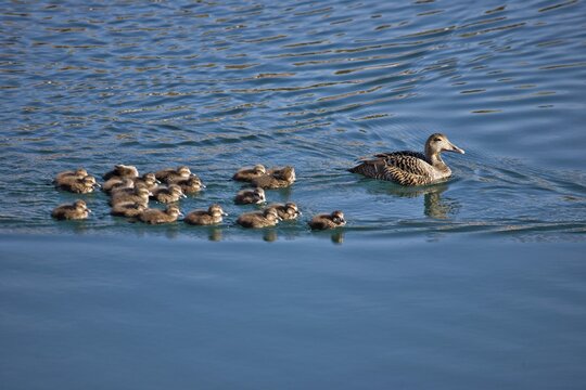 Gadwall Duck (Anas strepera), female with ducklings, Bakkager&eth;i, Iceland, Atlantic Ocean