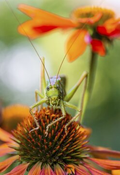Locust, Great green bush cricket (Tettigonia viridissima) sitting on flower of Purple Cone flower (Echinacea purpurea), Bavaria, Germany