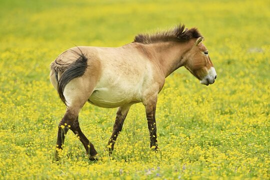 Przewalski's horse (Equus ferus przewalskii), mare on field of flowering buttercup (Ranunculus), running, captive, Switzerland