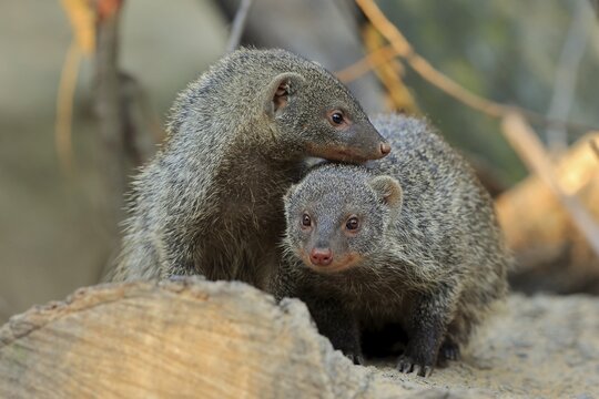 Dwarf mongoose (Helogale parvula), adult, pair, social behaviour, captive