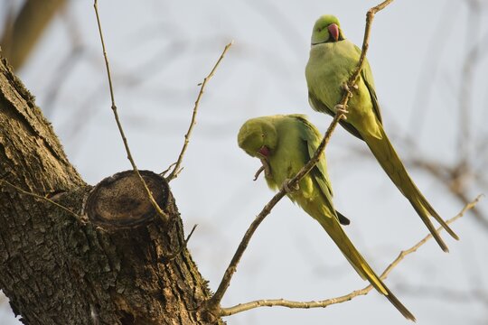 Rose-ringed parakeets (Psittacula krameri) at the breeding burrow, Rhineland-Palatinate, Germany
