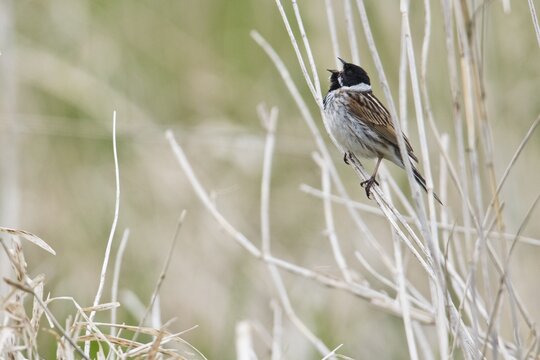 Reed bunting (Emberiza schoeniclus), Lower Saxony, Germany