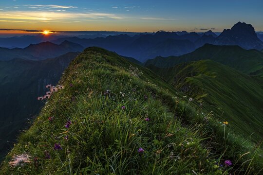 Small mountain path with flower meadow and Allg&auml;u Alps behind it at sunrise, Schoppernau, Bregenzerwald, Vorarlberg, Austria