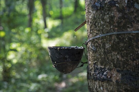 Rubber Tree (Hevea brasiliensis) with collecting vessel, natural rubber production on a plantation, Peermade, Kerala, India