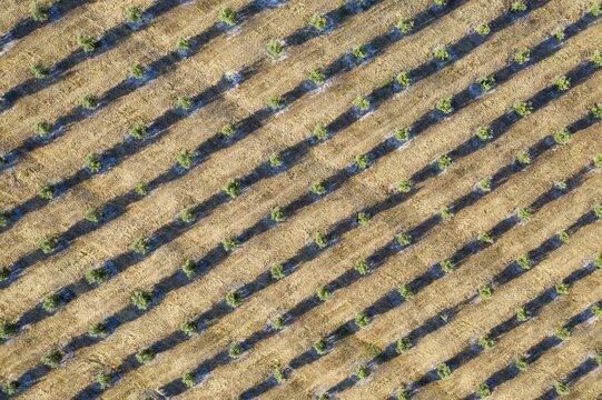 Cultivated olive trees (Olea europaea), aerial view, drone shot, C&oacute;rdoba province, Andalusia, Spain