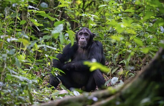 Chimpanzee (Pan Troglodytes), adult male on the ground in the jungle, Murchison Falls National Park, Uganda