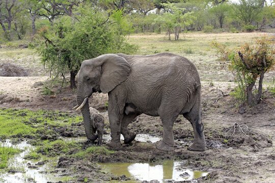 African elephants (Loxodonta africana), elephant cow with young animal at the mud hole, Sabi Sand Game Reserve, Kruger National Park, South Africa