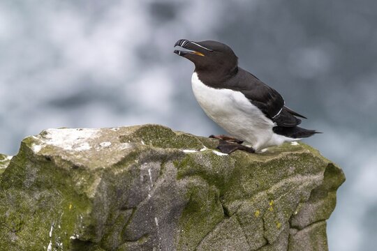 Common guillemot (Uria aalge), Skoruv&iacute;kurbjarg bird cliff, Langanes Peninsula, Nor&eth;urland eystra, Iceland