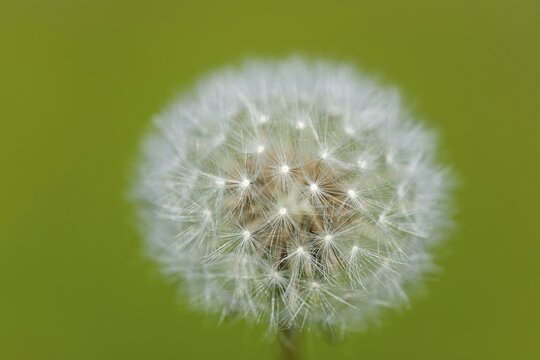 Dandelion clock, blowball (Taraxacum sp.), Budir, Sn&aelig;fellsness, Sn&aelig;fellsnes, Iceland, Europe