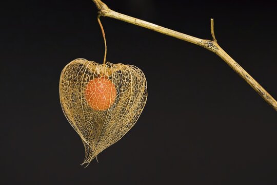 Bladder cherry (Physalis alkekengi), net structure of the calyx and fruit of the Jewish cherry, Hesse, Germany