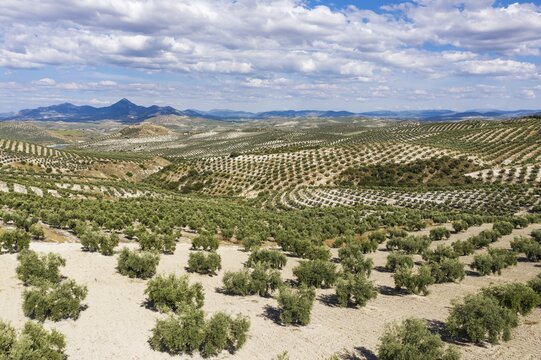 Cultivated olive trees (Olea europaea), aerial view, drone shot, C&oacute;rdoba province, Andalusia, Spain