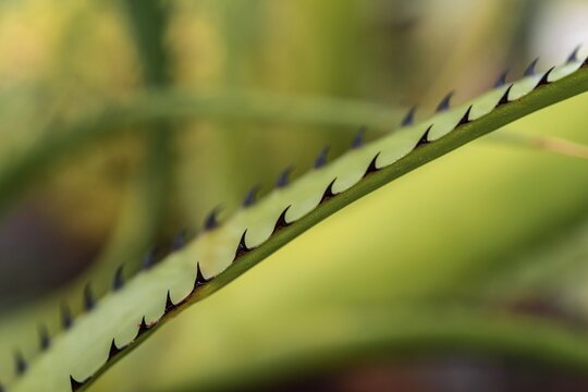 Bromeliaceous plant (aechmea purpureorosea), leaf with spines, detail view, Botanical Garden, Dahlem, Berlin, Germany