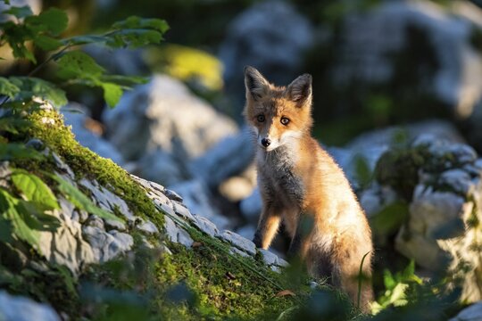 Red fox (Vulpes vulpes) in the forest, Notranjska region, Slovenia