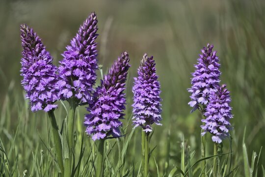 Moorland spotted orchid (Dactylorhiza maculata), plant group, Emsland, Lower Saxony, Germany
