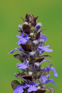 Blue bugle (Ajuga reptans), flowering, bloom, Germany