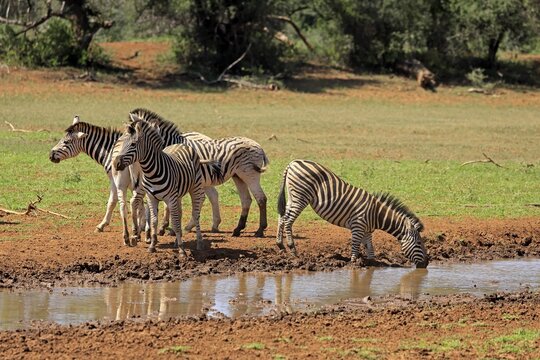 Burchell's zebra (Equus quagga burchelli), Burchell's zebra, adult, group, at the water, drinking, waterhole, Mokala National Park, Northern Cape, South Africa