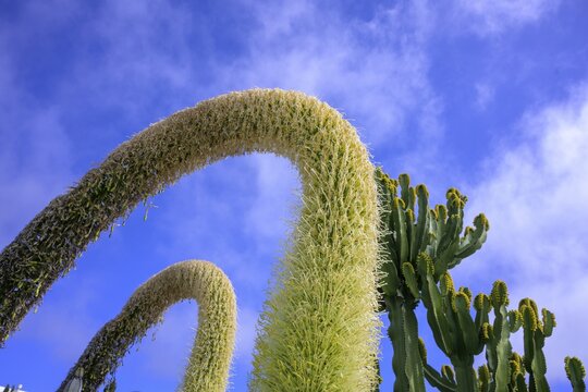 Flowering Dragon Tree Agave or lion's tail (Agave attenuata) and Candelabra Cactus in the Plaza de la Glorieta designed by Luis Morera, Las Manchas, Las Manchas, La Palma, Spain