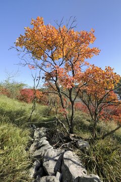 Eurasian Smoketree (Cotinus coggygria, Rhus cotinus Syn), autumnal leaves, Slovenia, Europe