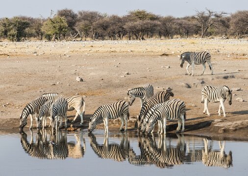Herd of Burchell's Zebras (Equus quagga burchellii) drinking at water, Chudop water hole, Etosha National Park, Namibia