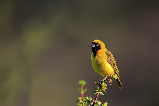 Southern Masked Weaver (Ploceus velatus), adult, male, Addo Elephant National Park, Eastern Cape, South Africa