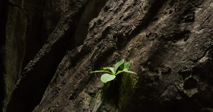Looking up to opening in dim cave, camera tilts down to reveal solitary, vibrant green plant clinging to rugged limestone rock at Shilin Stone Forest.