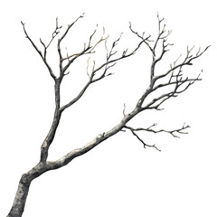 Fototapeta premium Frosty Tree Branches Silhouette, graceful vector watercolor painting with soft flowing strokes and subtle highlights, isolated on a white background.